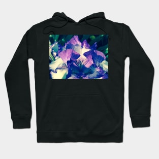 Tall Bearded Iris - German Iris Stock Hoodie